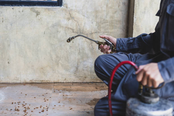 Best Termite Control Services  in Pine Castle, FL